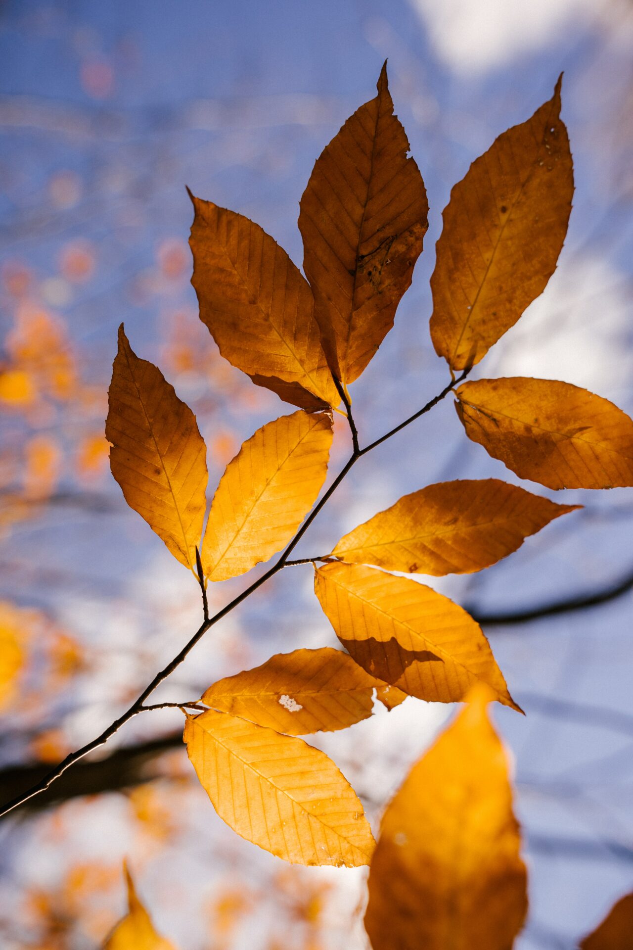 Branche de feuilles jaunes oranges.